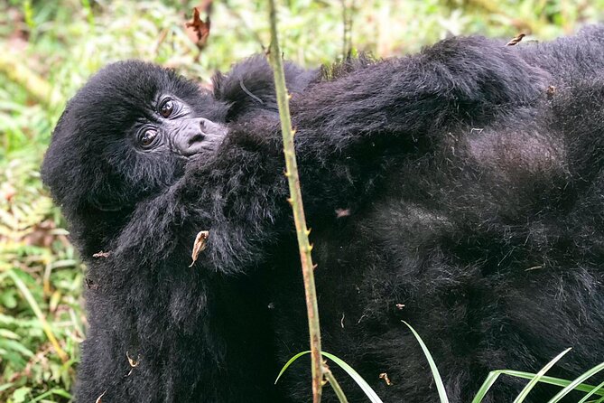3 Day Gorilla Trekking Luxury Safari in Uganda - Price and logistics: what you’re really paying for