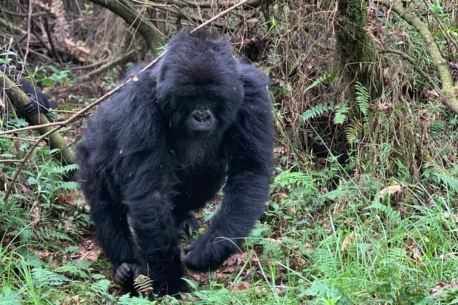 3 Day Gorilla Trekking Luxury Safari in Uganda - Getting ready for a trek that can run long