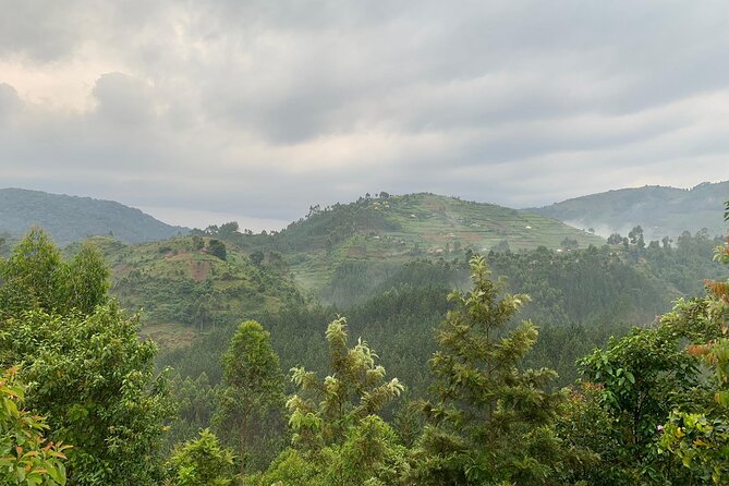 3 Day Gorilla Trekking Luxury Safari in Uganda - Who this 3-day gorilla safari is best for