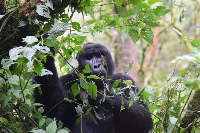 3-Day Gorilla Trekking safari in Bwindi Impenetrable Forest - Where your day starts, and why 6:30 am matters