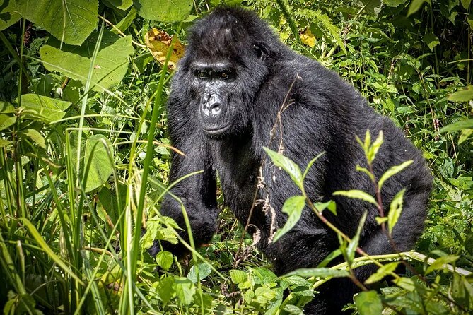 3-Day Gorilla Trekking safari in Bwindi Impenetrable Forest - Batwa cultural experience, check-in comfort, and the Bwindi to Bunyonyi shift