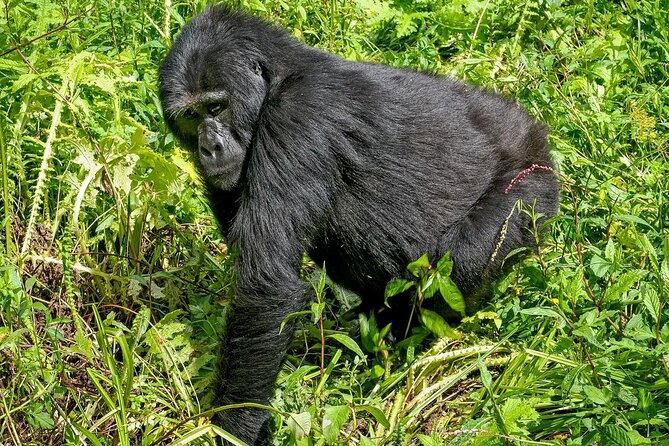 3-Day Gorilla Trekking safari in Bwindi Impenetrable Forest - Who this private Bwindi trek suits best