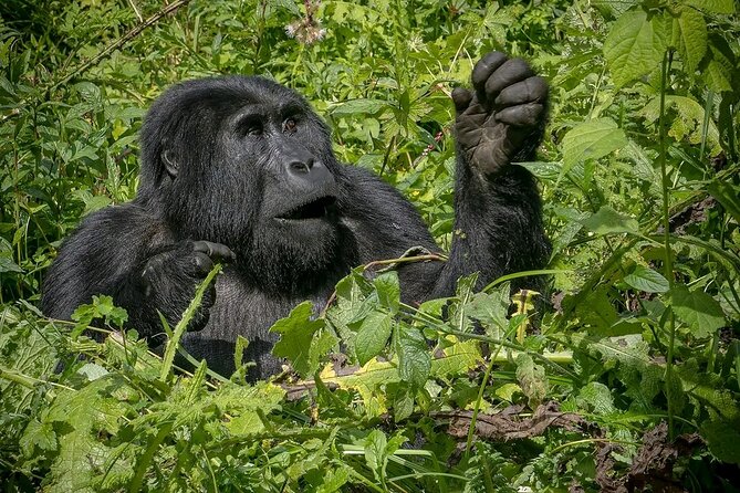 3-Day Gorilla Trekking safari in Bwindi Impenetrable Forest - Should you book this 3-Day Gorilla Trekking safari in Bwindi?