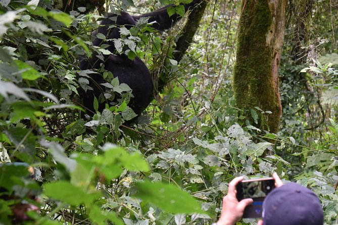 3-Day Gorilla Trekking safari in Bwindi Impenetrable Forest - Kigezi Highlands, banana plantations, and those Equator photo stops