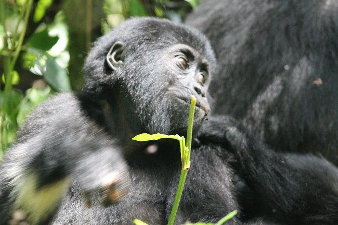 3-Day Gorillas trekking and Batwa Experience - Kampala to Bwindi Impenetrable National Park: what the long drive is really for