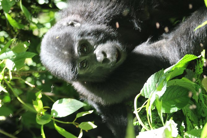 3-Day Gorillas trekking and Batwa Experience - Overnight near Queen Elizabeth National Park: using night to reduce tomorrow’s stress