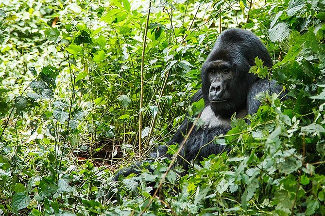 3-Day Gorillas trekking and Batwa Experience - Price and logistics: what $1,600 actually buys you here