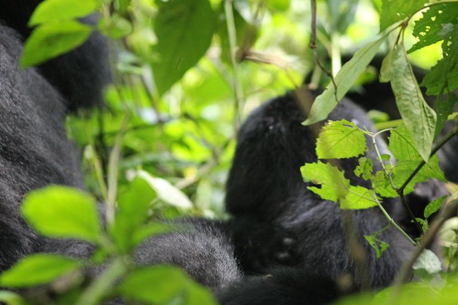 3-Day Gorillas trekking and Batwa Experience - Who this tour suits best, and who should look elsewhere