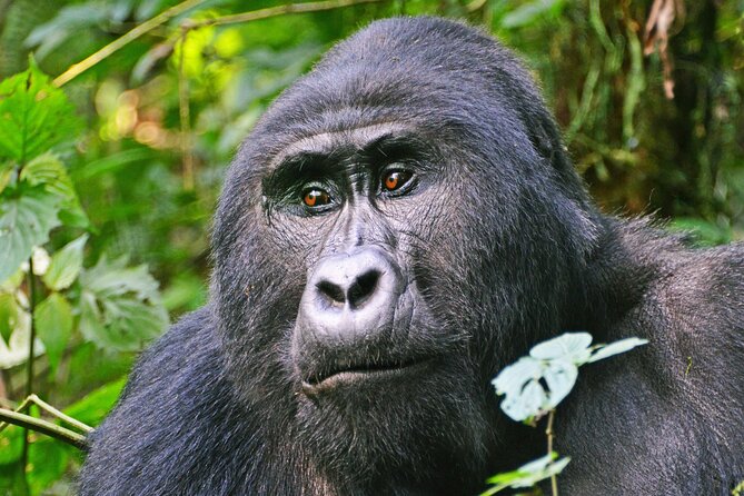 3 Day Guided Gorilla Tracking Safari At Bwindi National Park - Key Highlights You Should Know Before You Go