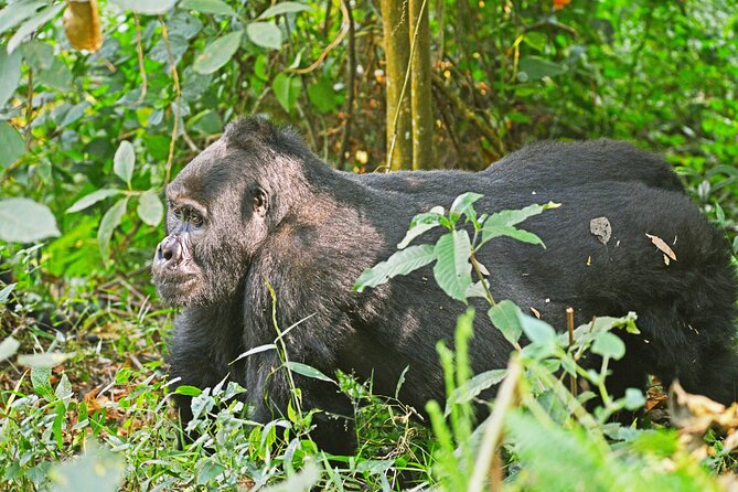 3 Day Guided Gorilla Tracking Safari At Bwindi National Park - The 3 day structure: why this safari is paced the way it is
