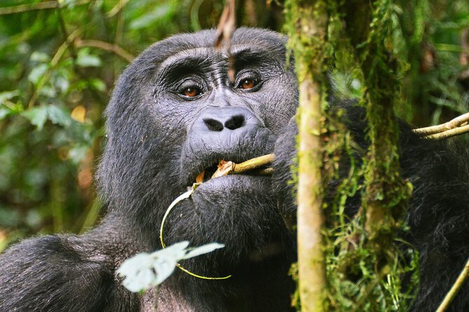 3 Day Guided Gorilla Tracking Safari At Bwindi National Park - Day 3 back toward Kampala or Entebbe: the Equator stop and a calmer travel finish