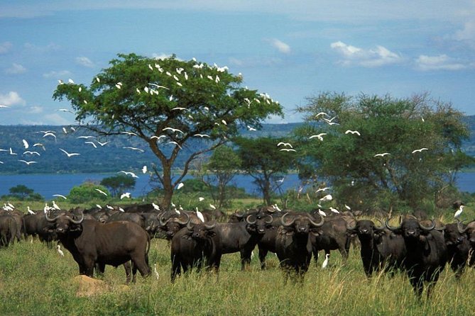 3-Day Mind Refreshing in Murchison Falls National Park - Birding, cameras, and what to bring for these specific days