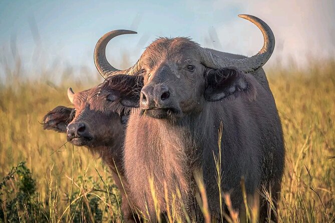 3 Day Murchison Falls' BIG 5 and Wildlife viewing Safari - What Big Five really means here