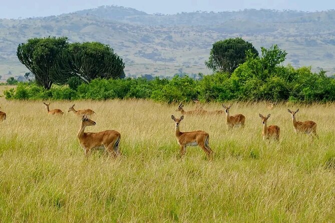 3 Day Murchison Falls' BIG 5 and Wildlife viewing Safari - Price and value for a 3-day private Murchison safari