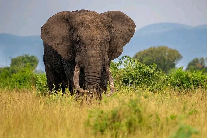 3 Day Murchison Falls' BIG 5 and Wildlife viewing Safari - Who this safari suits best