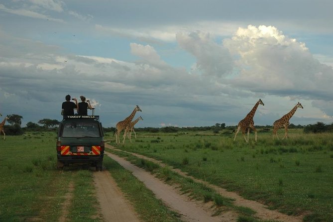 3-Day Murchison Falls National Park - Adventure Safari - Game Drives on the Northern Bank: Where the Safari Gets Real