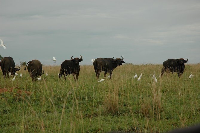 3-Day Murchison Falls National Park - Adventure Safari - Price and Value: When $1,580 Makes Sense