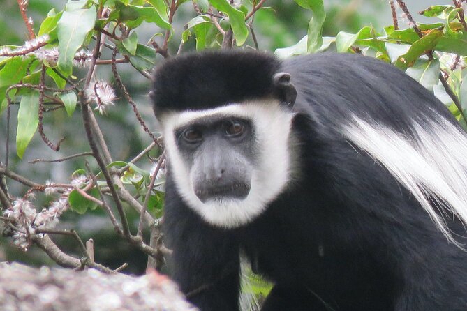 3 -Day Private Gorilla Trekking Safari in Bwindi Forest - First Morning Departure From Kampala, and Why 6:00 am Works