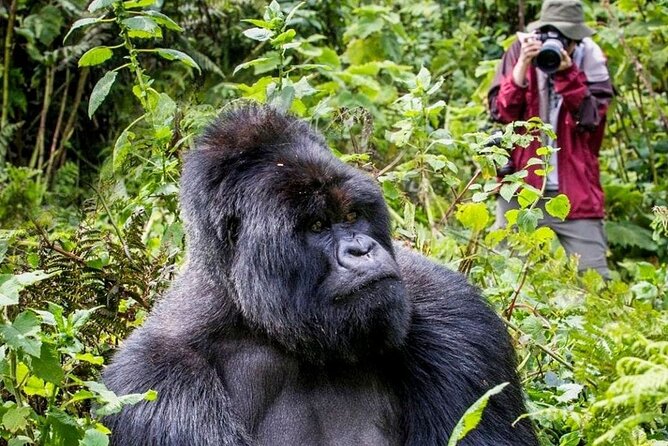3-Day Private Guided Gorilla Trekking In Uganda - Key things that make this Uganda gorilla trek tick