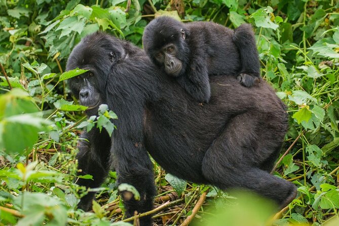 3-Day Private Guided Gorilla Trekking In Uganda - How you get from Kampala or Kigali into Bwindi