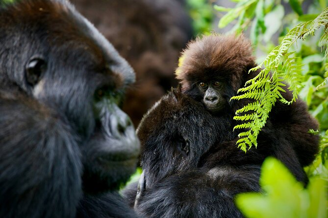 3-Day Private Guided Gorilla Trekking In Uganda - Price and what you are really paying for at $1,498