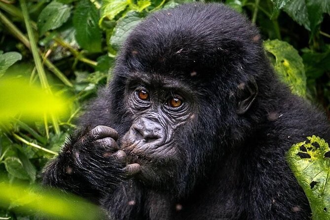 3-Day Private Guided Gorilla Trekking In Uganda - Should you book this 3-day private gorilla trek?
