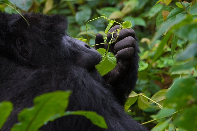 3-Day Private Guided Gorilla Trekking In Uganda - FAQ