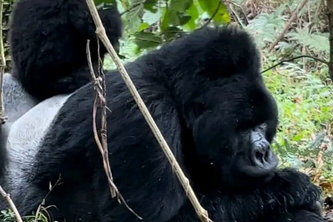 3-Day Private Guided Gorilla Trekking Uganda and Batwa Experience - Key things that make this safari work