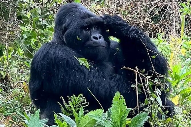 3-Day Private Guided Gorilla Trekking Uganda and Batwa Experience - Gorilla Trek Reality Check: Bwindi and what the $1,550 buys you
