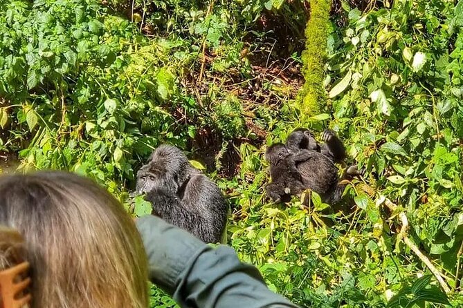 3-Day Private Guided Gorilla Trekking Uganda and Batwa Experience - Day 2 Uganda Wildlife Office to gorilla contact: briefing, ranger guide, and porters
