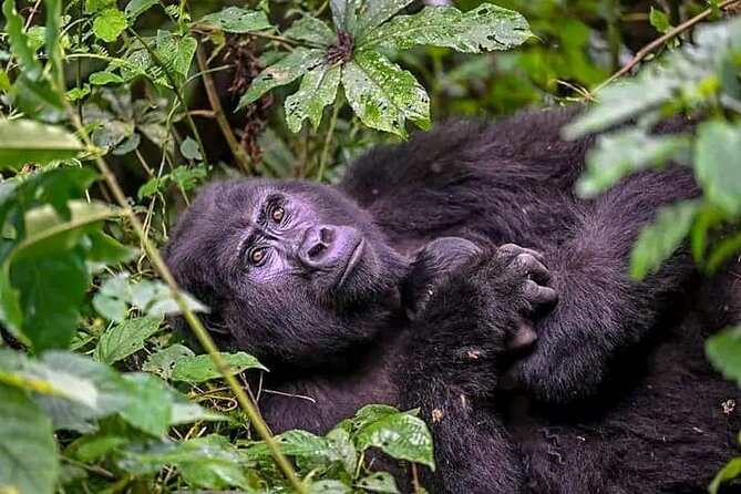 3-Day Private Guided Gorilla Trekking Uganda and Batwa Experience - Price and logistics at $1,550: value, meals, and the permit question to verify