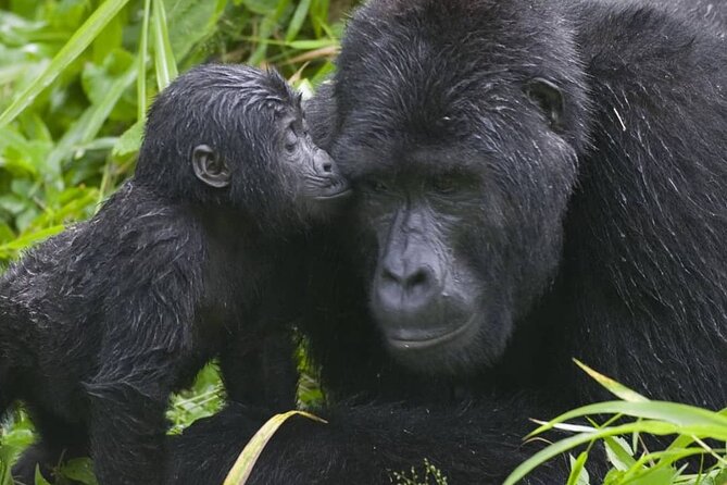 3-Day Private Guided Gorilla Trekking Uganda and Batwa Experience - The Batwa experience in this trip name: what to verify