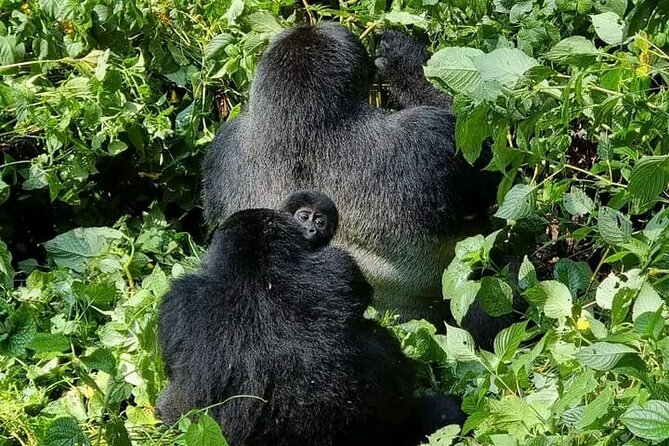 3-Day Private Guided Gorilla Trekking Uganda and Batwa Experience - Day 1 from Kampala or Entebbe to Bwindi: equator photos and the Mbarara route