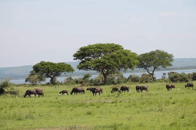 3-Day Private Safari of Murchison Falls National Park - Key highlights to look forward to