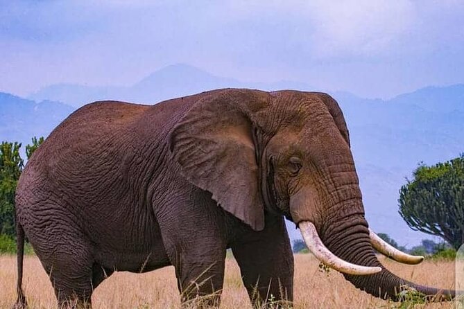 3-Day Private Safari of Murchison Falls National Park - Nile boat safari to the base of the falls (Day 2)
