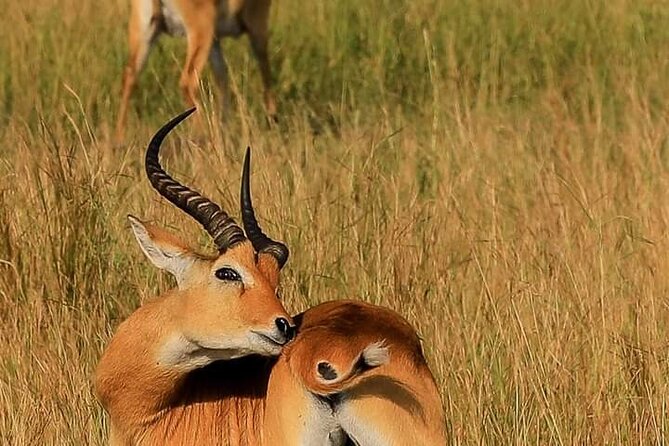 3-Day Private Safari of Murchison Falls National Park - Price and value: what $1,500 per person buys you