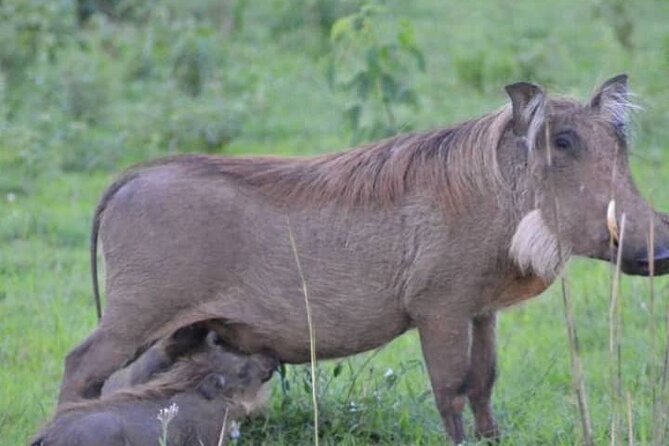 3-Day Private Safari of Murchison Falls National Park - What you gain with Cream Tours & Safaris and a private guide