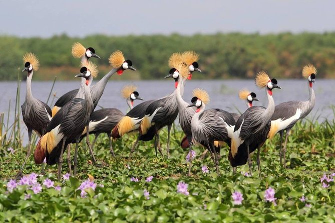 3 Day Private safari to Murchison Falls National Park with Big Five Experience - Why this 3-day private route hits three wildlife targets