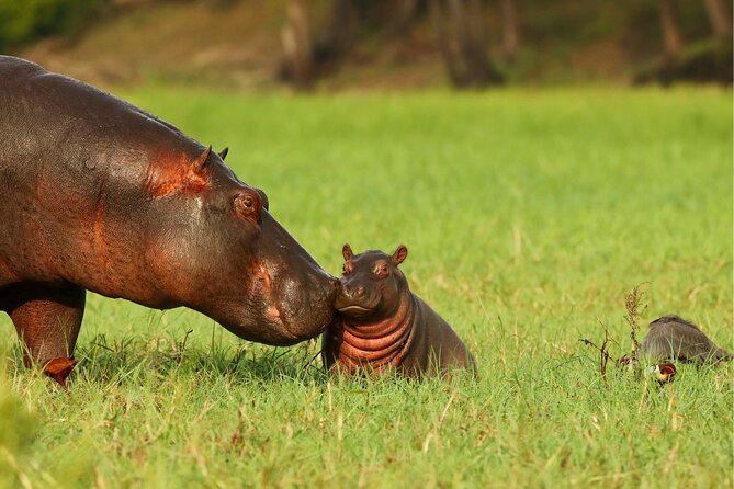 3 Day Private safari to Murchison Falls National Park with Big Five Experience - Day 3: Budongo Forest chimp tracking at Kaniyo pabidi, then back to Kampala
