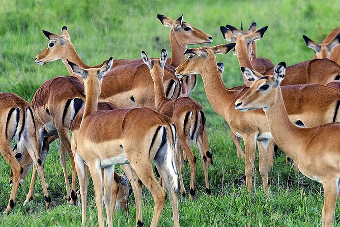 3 Day Private safari to Murchison Falls National Park with Big Five Experience - Price and value: $1,400 per person, and what you’re really paying for