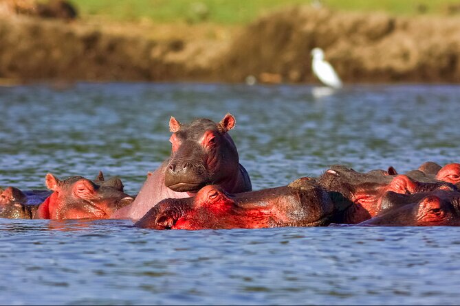 3 Day Private safari to Murchison Falls National Park with Big Five Experience - Practical tips that will make your safari smoother