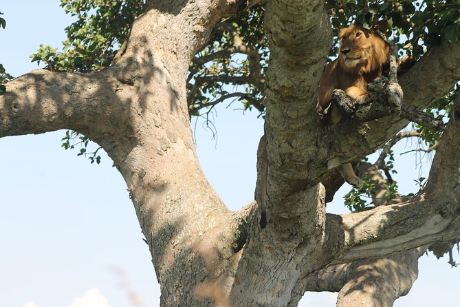 3-Day Queen Elizabeth and Chimpanzees-Join a Group! - Queen Elizabeth Park Game Drives, from Warthogs at Dusk to Big Five Chances