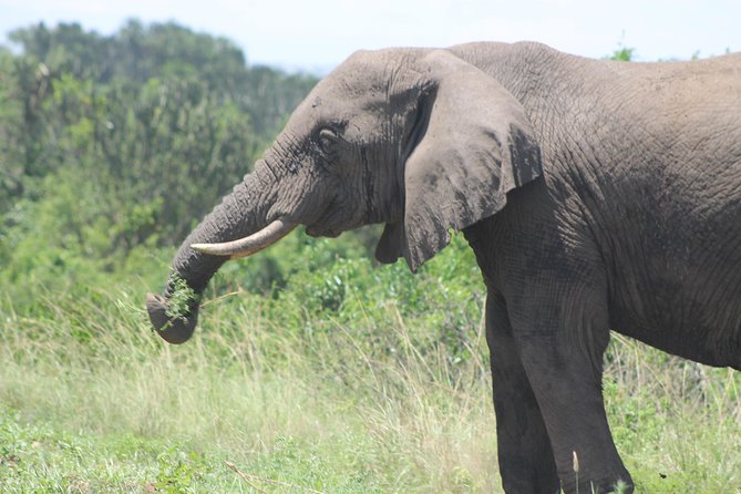 3-Day Queen Elizabeth and Chimpanzees-Join a Group! - Irungu Forest Safari Lodge, Why Staying Put Matters on a Short Trip