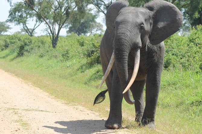 3-Day Queen Elizabeth and Chimpanzees-Join a Group! - Group Safari Energy with a Cap of 200 People, How to Get the Best Experience Anyway