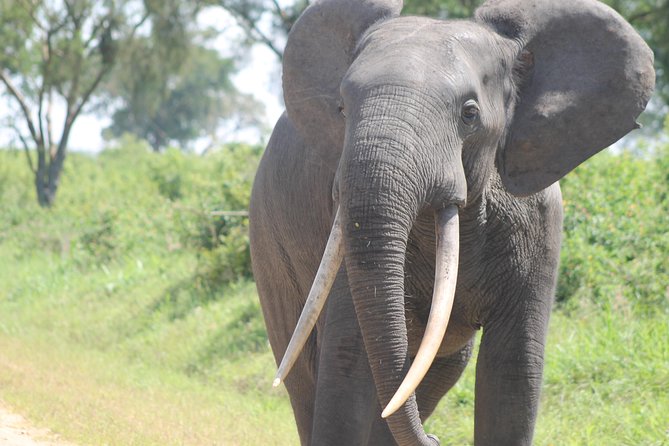 3-Day Queen Elizabeth and Chimpanzees-Join a Group! - Price and Value: What the $1,000 Per Person Buys You in Real Terms