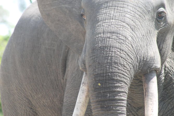 3-Day Queen Elizabeth and Chimpanzees-Join a Group! - Day 2 Morning Game Drive and Kazinga Channel Cruise, Where River Wildlife Steals the Show