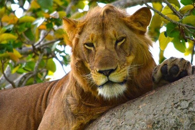 3-Day Safari in Queen Elizabeth National Park Uganda from Kampala - What your safari day feels like: timing, wildlife odds, and realism