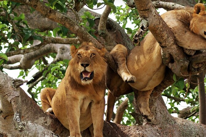 3-Day Safari in Queen Elizabeth National Park Uganda from Kampala - Day 3 in Kampala: primate walk option, drum center stop, and wrap-up