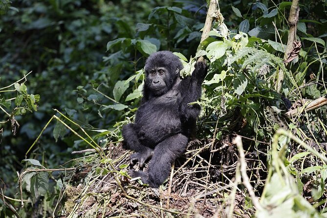 3 Day Uganda Gorilla Trekking and Batwa Pygmies Experience - Day 2 gorilla trekking: briefing, tracking, and a one-hour window