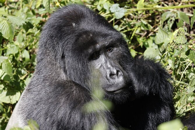 3 Day Uganda Gorilla Trekking and Batwa Pygmies Experience - Day 1 Kampala to Bwindi: the 7:00 am start and the Equator photo stop